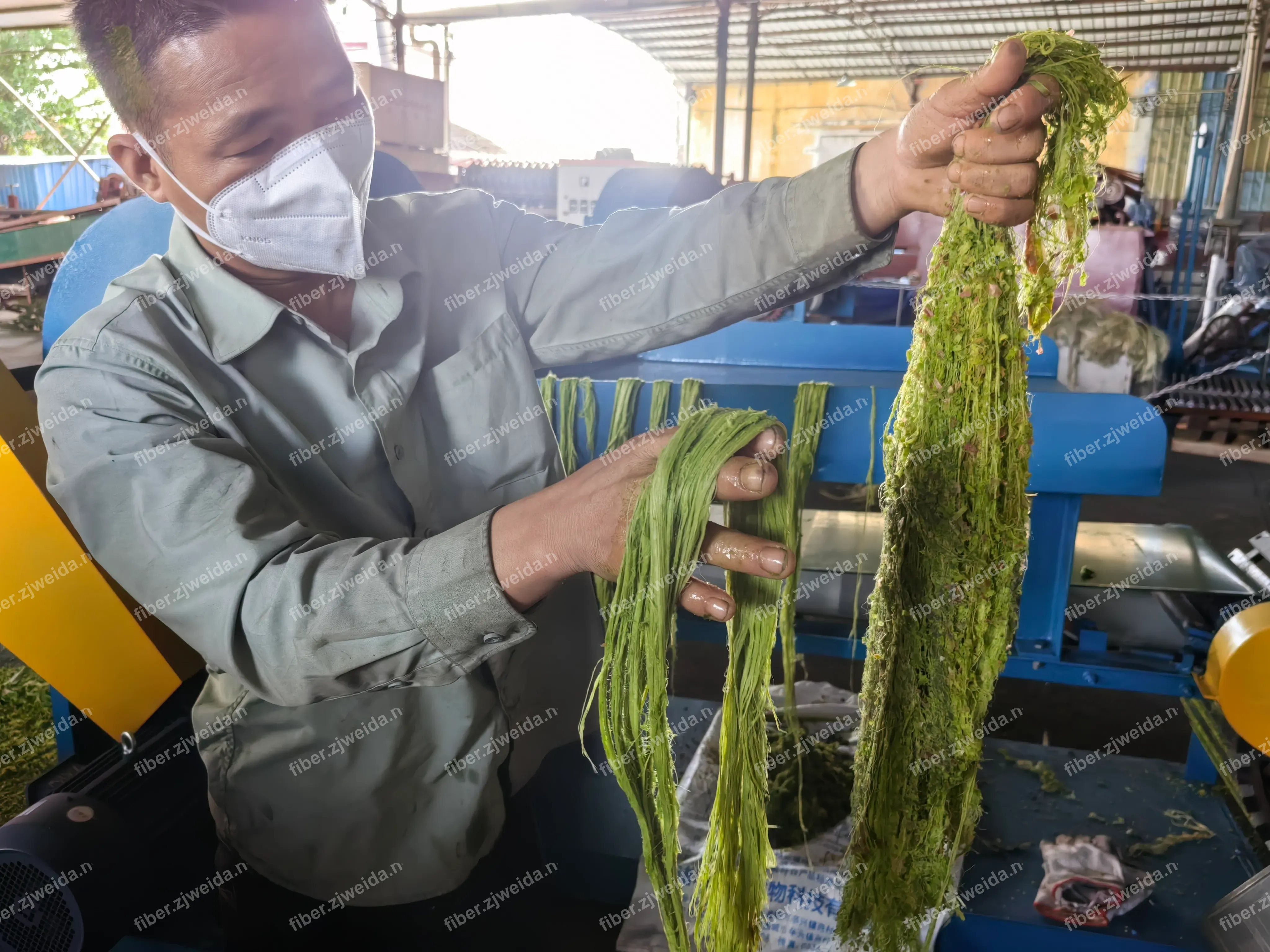 Automatic Pineapple Leaf Fiber Extraction & Cleaning Line