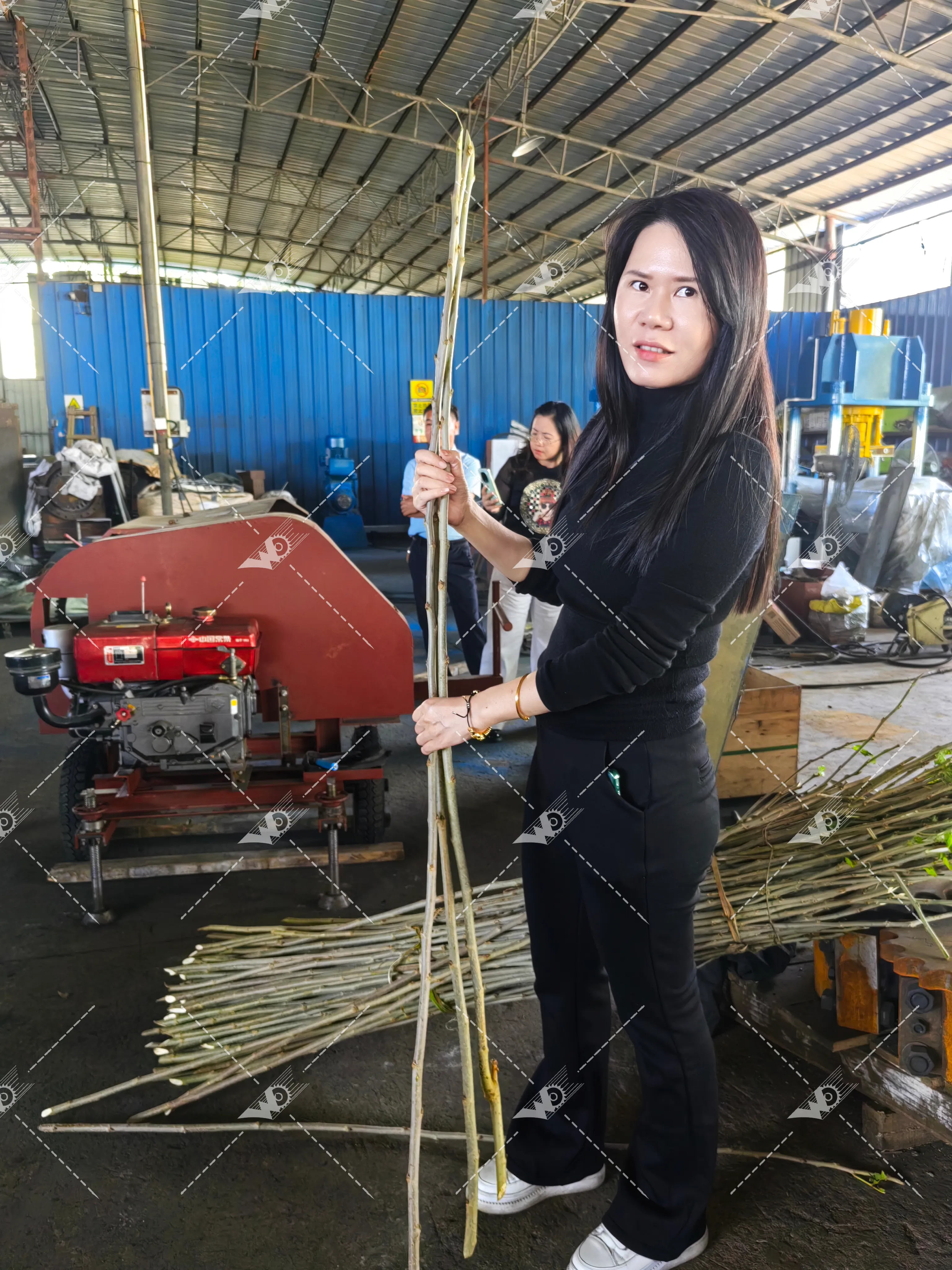 Mulberry Branch Fiber Peeling Machine Test