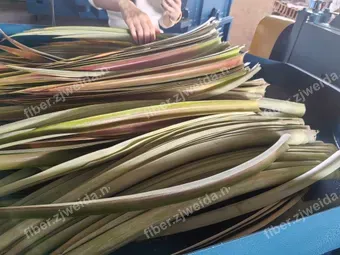 Máquina Automática de Extração de Fibra de Folha de Abacaxi + Desidratador